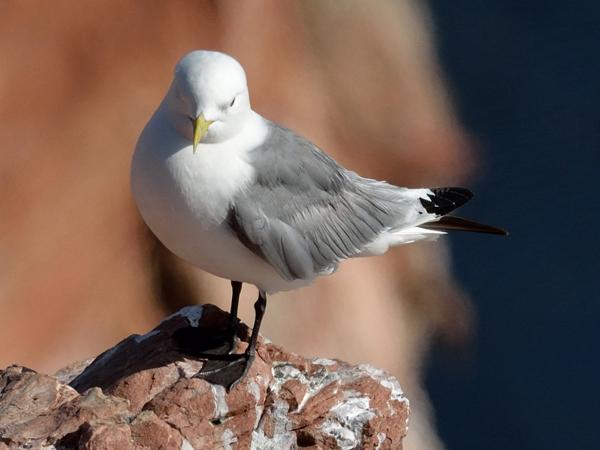 <h3><a href="/trips/helgoland/biota/animalia/chordata/aves/024 charadriiformes/017 laridae/rissa tridactyla/rissa tridactyla-nl.html">Rissa&nbsp;tridactyla</a> / Black‑legged&nbsp;kittiwake / Drieteenmeeuw</h3><p>Poserende drieeteenmeeuw.</p>NIKON D7100 met AF-S Nikkor 300mm f/2.8G IF-ED VR II, 1/2000 sec  bij F7.1, ISO 250, afstand 19.9&nbsp;m